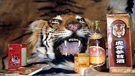 A stuffed tiger head and products made from tiger products seized by Operation Charm