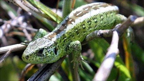 Male sand lizard