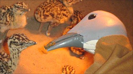 Great Bustard chicks are reared at a field station in Saratov, Russia