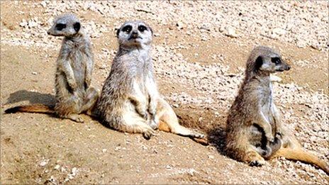 Meerkats