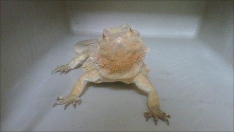 Bearded dragon