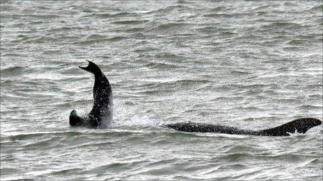 Dolphin being tossed into the air