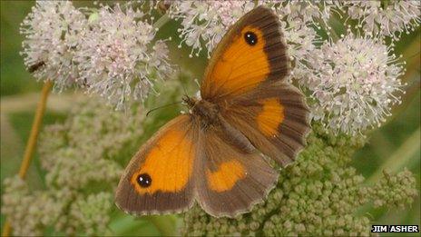 Gatekeeper butterfly. Pic: Jim Asher/Butterfly Conservation