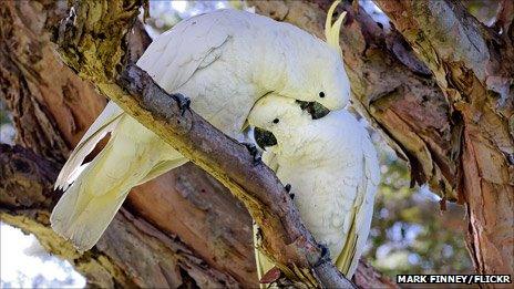 Wild sulphur-crested cockatoos in Sydney's Royal Botanical Garden, photo by Mark Finney on Flickr