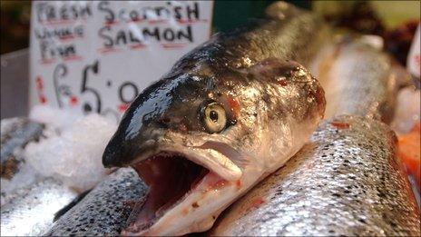 Scottish salmon