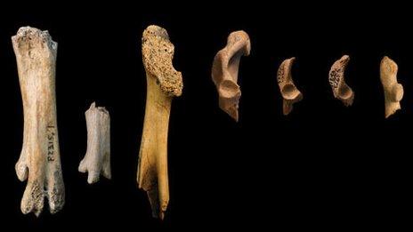 Bird bone fragments (Credit: Nicholas Longrich)