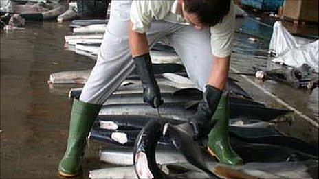 Man cuts fins from a shark