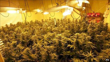 Cannabis factory in a room in a residential property