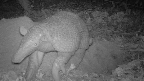 Giant armadillo in Brazil