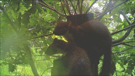 Pine martens