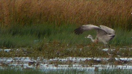 Sandhill crane in Scotland