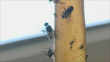 Flies at Avonmouth in Bristol