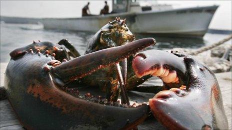 Lobster in Maine