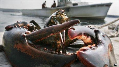 Lobster in Maine