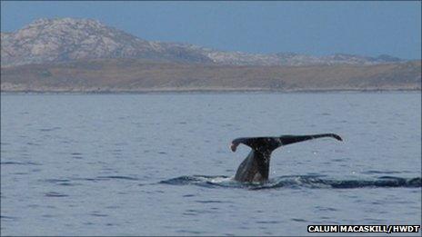 Sperm whale. Pic: Calum MacAskill/HWDT