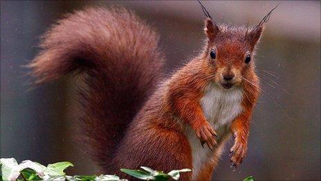 A red squirrel