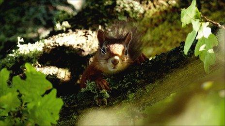 Red squirrel