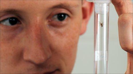 Rob Ward with one of the baby spiders in a test tube