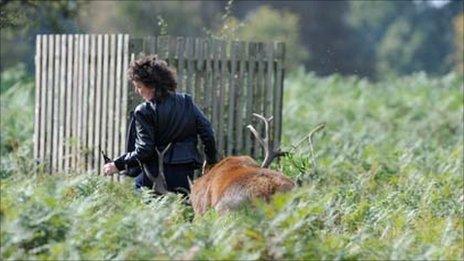 Photo of stag attack from Robert Piper