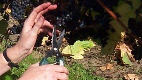 Grapes being harvested. Photo: Halfpenny Green Vineyards