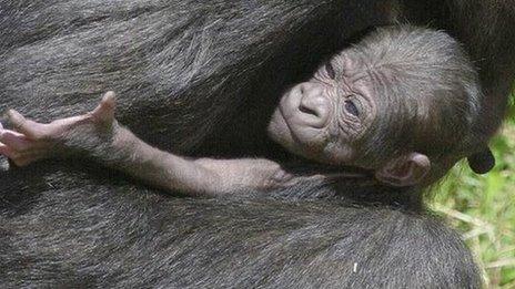 Baby western lowland gorilla