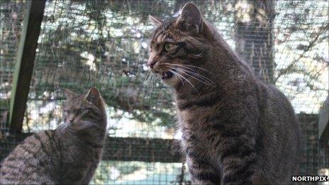 Scottish wildcats. Pic: Northpix