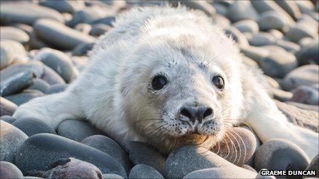 Grey seal pup. Pic: Graeme Duncan