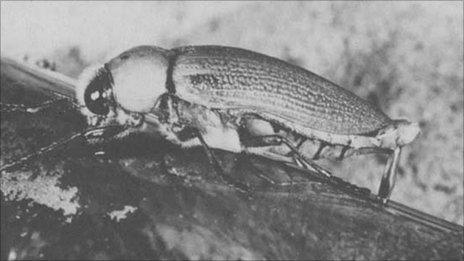 Beetle on beer bottle