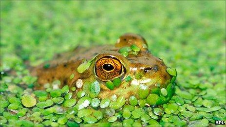 American bullfrog