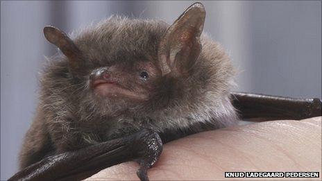 Daubenton's bat