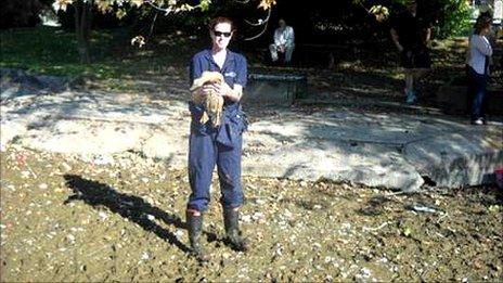 Rescue of ducks and eels from the Spring Wells in Billingborough near Sleaford which have dried up