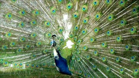 Peacock. Photo: BBC