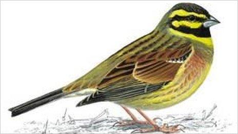 A cirl bunting - Pic: RSPB