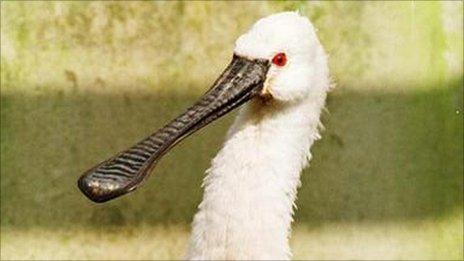 European spoonbill