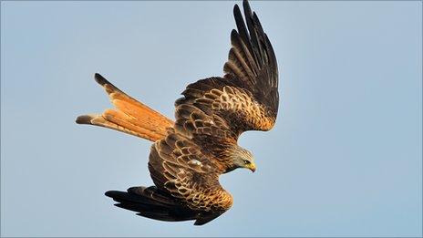 Red Kite