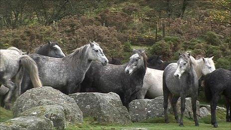 Dartmoor ponies