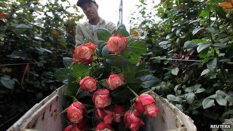 A Colombian grower cuts roses at Elite greenhouse in Facatativa