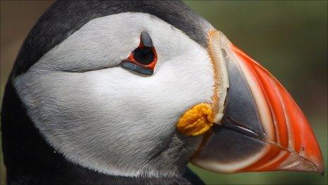 puffin