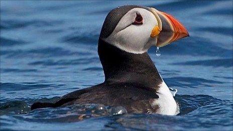 Puffin near Maughold Head