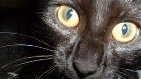 Close up of a black cat's face