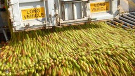 Apples being unloaded at the Ledbury site