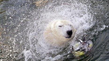 Polar bear