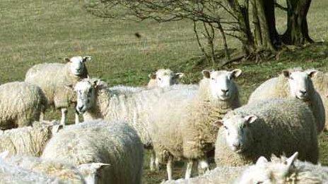 Sheep in North Yorkshire