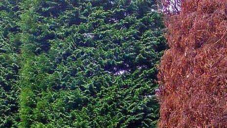 Lawson cypress killed by Phytophthora lateralis (Image: Forestry Commission)