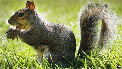 Grey squirrel