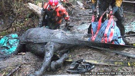 Firefighters rescuing the horse