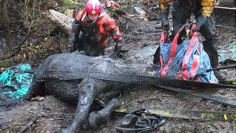 Firefighters rescuing the horse