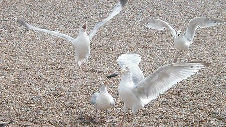 Seagulls in Aldeburgh