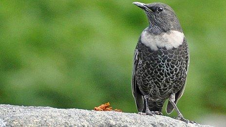 Ring ouzel, courtesy Tim Melling