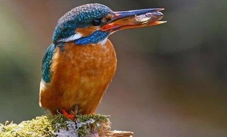 Kingfisher by Vikki Muldowney